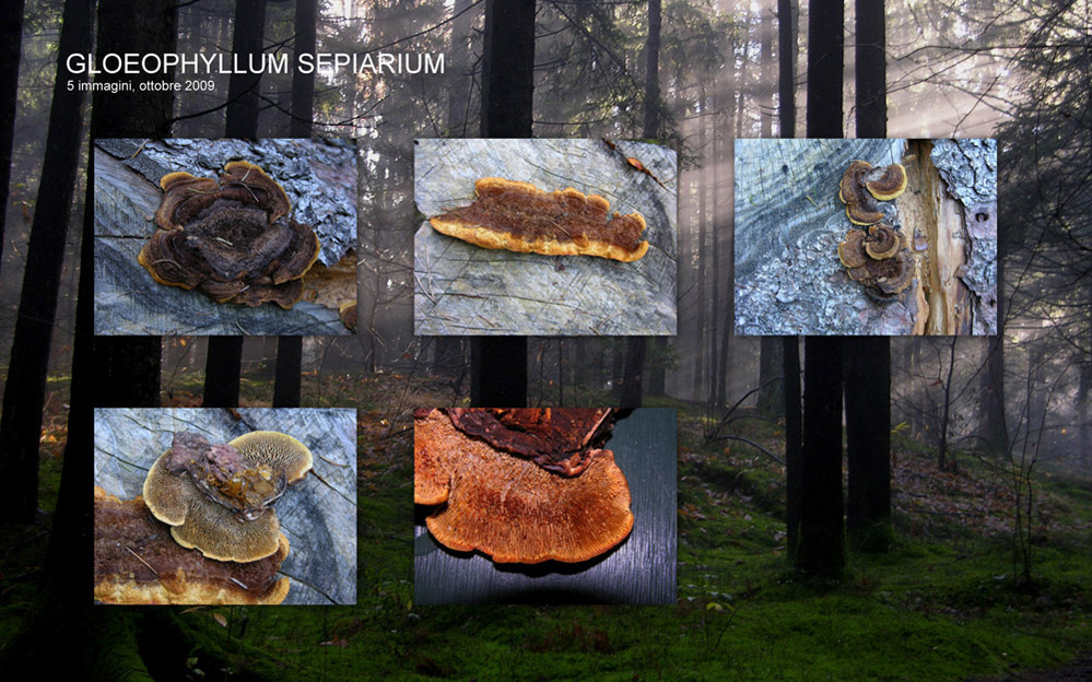 Gloeophyllum sepiarium (Wulfen) P. Karst